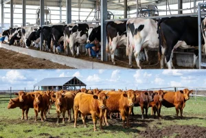 Mengenal Perbedaan Pengelolaan Sapi Potong dan Sapi Perah