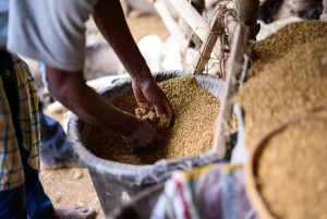 Pemanfaatan Bahan Lokal dalam Formulasi Pakan Ternak