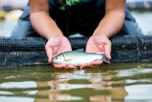Pengenalan Budidaya Ikan Gurame dari Persiapan hingga Panen