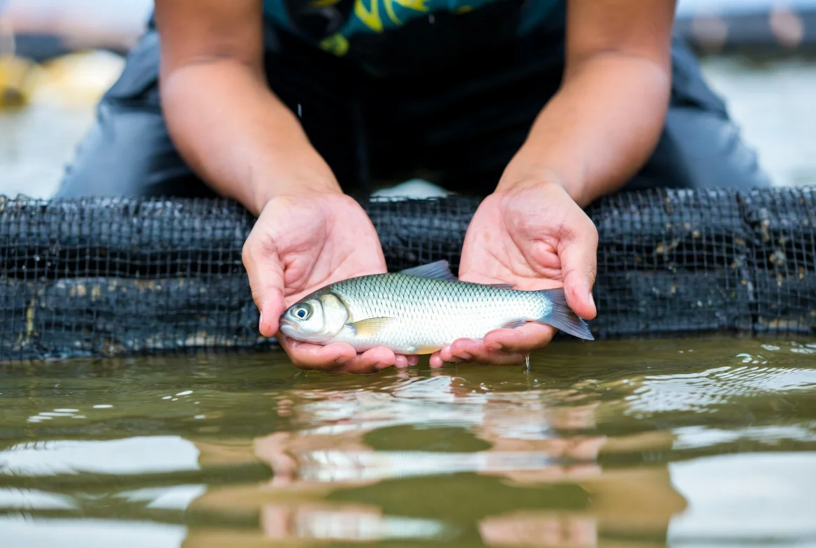 Pengenalan Budidaya Ikan Gurame dari Persiapan hingga Panen