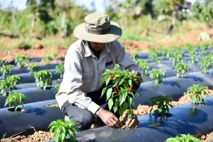 Pengenalan Teknik Budidaya Cabai Hibrida dengan Mulsa Plastik