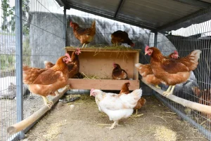 Tahapan Budidaya Ayam Petelur dalam Skala Rumah Tangga