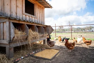 Faktor yang Mempengaruhi Produksi Telur Ayam