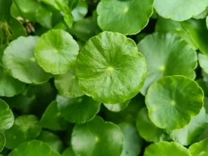 Gak Cuma Tanaman Liar, Ini Fakta Unik Daun Pegagan