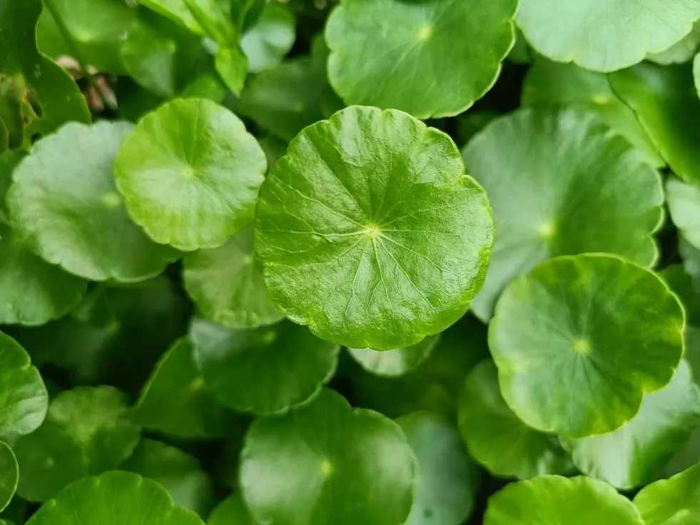 Gak Cuma Tanaman Liar, Ini Fakta Unik Daun Pegagan