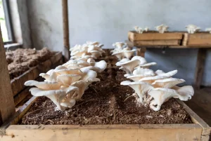 Konsep Dasar Budidaya Jamur Kuping di Skala Kecil