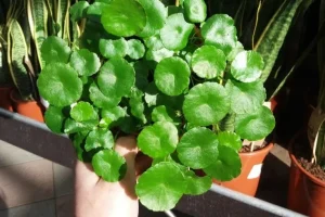 Mengenal Fungsi Daun Pegagan dan Cara Tepat Mengolahnya